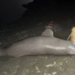 कानपुर के जाजमऊ में गंगा नदी किनारे मृत पड़ी डाल्फिन