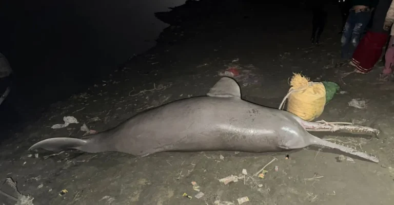 कानपुर के जाजमऊ में गंगा नदी किनारे मृत पड़ी डाल्फिन