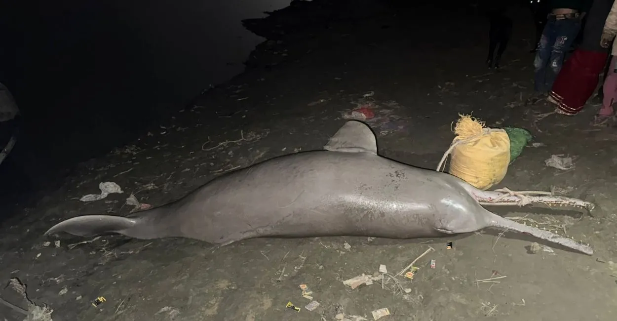 Kanpur News: गंगा नदी में मिली मरी हुई डाल्फिन, जाजमऊ में नाविकों ने बाहर निकाला शव