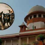 Supreme Court hearing on stray dog petitions Justice Sandeep Mehta observation