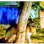 एत्मादपुर में तेंदुआ होने की अफवाह के बाद वन विभाग की जांच और एआई से बनी फर्जी सीसीटीवी तस्वीर