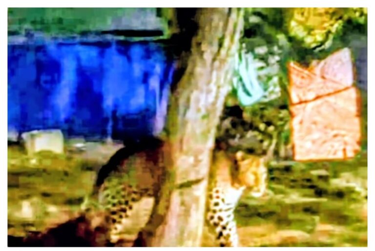 एत्मादपुर में तेंदुआ होने की अफवाह के बाद वन विभाग की जांच और एआई से बनी फर्जी सीसीटीवी तस्वीर