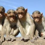 Agra monkey attack woman death West Arjun Nagar Shahganj news 2026