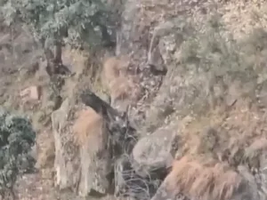 Jammu Kashmir Encounter: उधमपुर में ‘ऑपरेशन किया’ से दहला जैश; गुफा में छिपे 2 आतंकियों को सेना ने ग्रेनेड से उड़ाया, किश्तवाड़ में भी एक ढेर