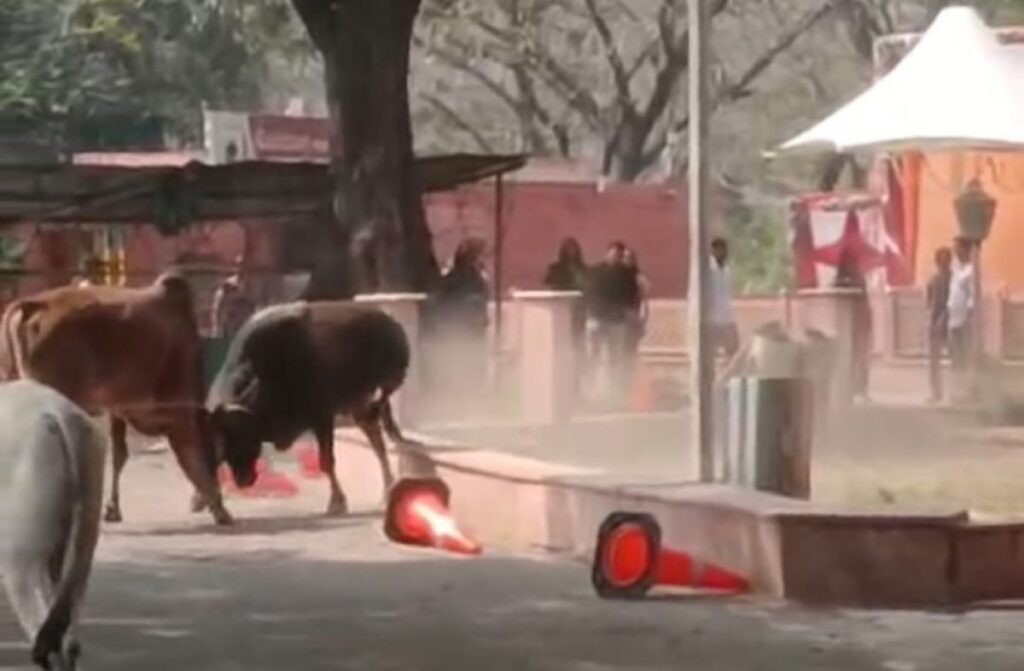 Stray bulls fighting at Gulistan parking Fatehpur Sikri Agra causes panic among tourists, stray cattle menace in UP