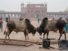 Stray bulls fighting at Gulistan parking Fatehpur Sikri Agra causes panic among tourists, stray cattle menace in UP