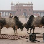 Stray bulls fighting at Gulistan parking Fatehpur Sikri Agra causes panic among tourists, stray cattle menace in UP
