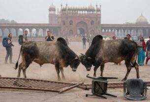 Stray bulls fighting at Gulistan parking Fatehpur Sikri Agra causes panic among tourists, stray cattle menace in UP
