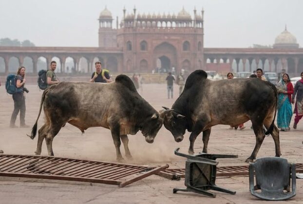 Stray bulls fighting at Gulistan parking Fatehpur Sikri Agra causes panic among tourists, stray cattle menace in UP