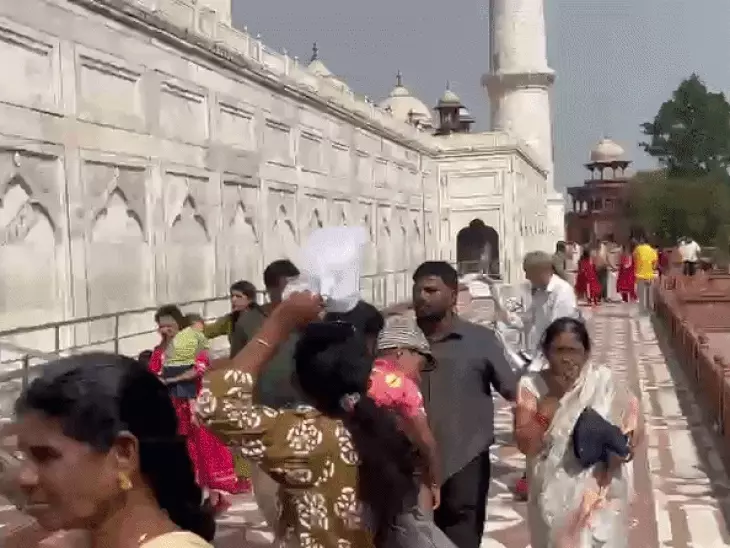 ताजमहल में मधुमक्खियां