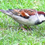 आगरा के यमुना चंबल बीहड़ में विश्व गौरैया दिवस पर गौरैया संरक्षण की तस्वीरें - ताज न्यूज़।