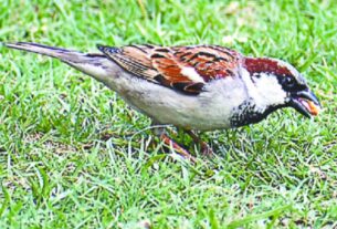 आगरा के यमुना चंबल बीहड़ में विश्व गौरैया दिवस पर गौरैया संरक्षण की तस्वीरें - ताज न्यूज़।