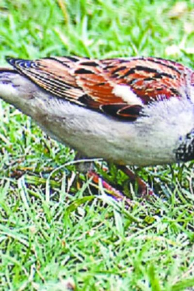 आगरा के यमुना चंबल बीहड़ में विश्व गौरैया दिवस पर गौरैया संरक्षण की तस्वीरें - ताज न्यूज़।