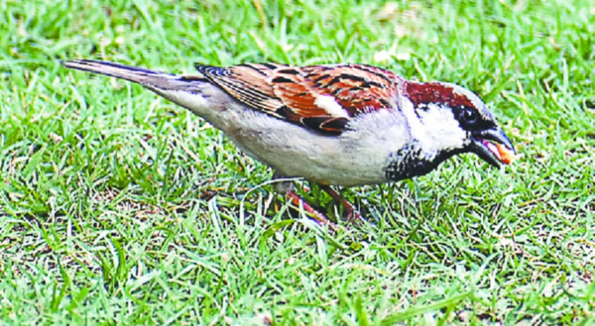 आगरा के यमुना चंबल बीहड़ में विश्व गौरैया दिवस पर गौरैया संरक्षण की तस्वीरें - ताज न्यूज़।