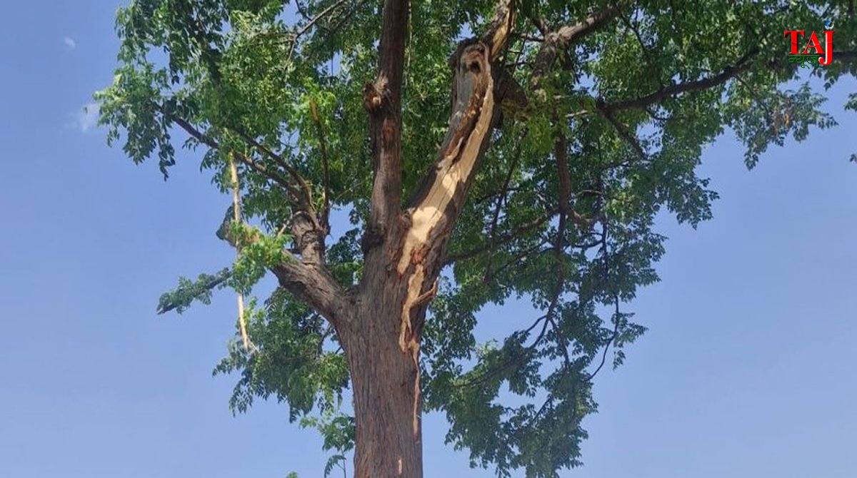आगरा के बाह में आकाशीय बिजली गिरने से फटा हुआ नीम का पेड़ और घटनास्थल