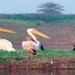 सूर सरोवर से विलायती बबूल हटाने को सुप्रीम कोर्ट में गुहार Soor Sarovar Bird Sanctuary ecobalance case and supreme court icon