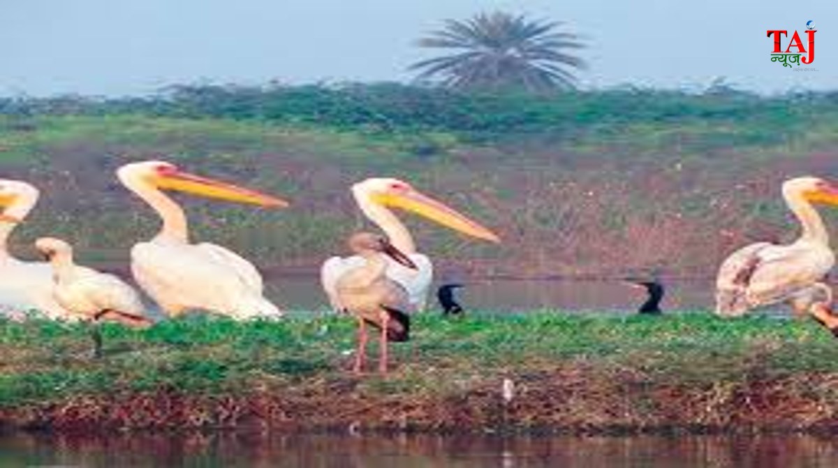 Soor Sarovar Bird Sanctuary ecobalance case and supreme court icon